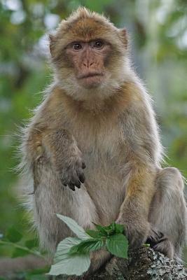 Read Barbary Macaque Animal Journal: 150 Page Lined Notebook/Diary -  file in PDF