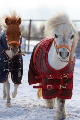 Read Miniature Horses in Warm Blankets Winter Journal: 150 Page Lined Notebook/Diary -  file in PDF