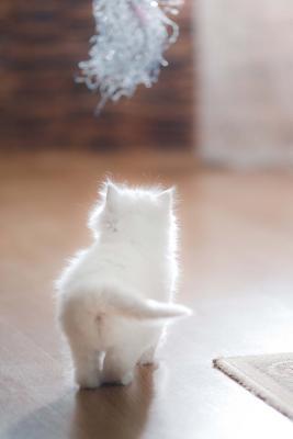 Download Guess What? Kitten Butt! Journal: 150 Page Lined Notebook/Diary -  file in PDF