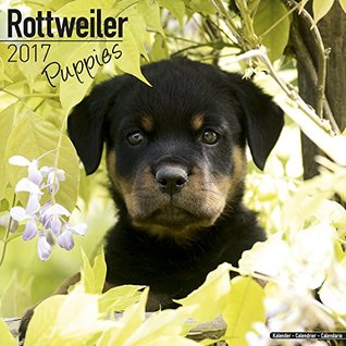 Read Online Rottweiler Puppies Calendar 2017 - Puppies Calendar - Dog Breed Calendars - 2016 - 2017 wall calendars - 16 Month by Avonside -  file in ePub