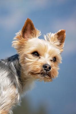 Read Online Attractive Yorkshire Terrier Dog Journal: 150 Page Lined Notebook/Diary -  | PDF